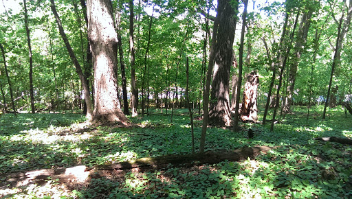 Nature Preserve «Pulaski Woods East», reviews and photos, 9600 Wolf Rd, Willow Springs, IL 60480, USA