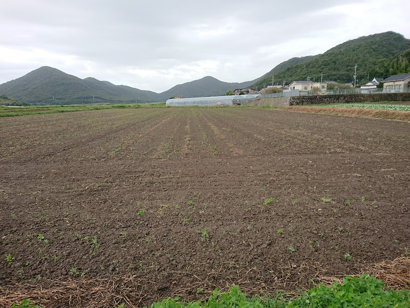 金剛山フルーツコーン収穫体験畑