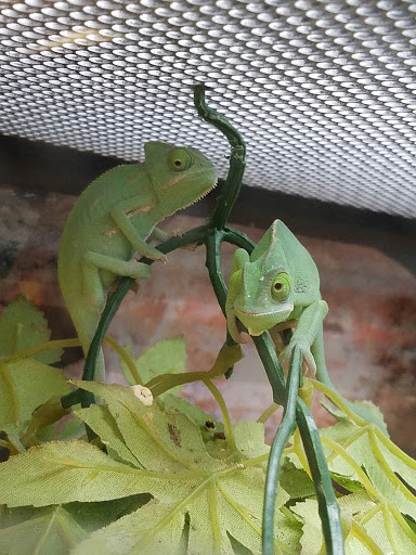 Pet Supply Store «Petco Animal Supplies», reviews and photos, 682 Broadway #1n, Saugus, MA 01906, USA