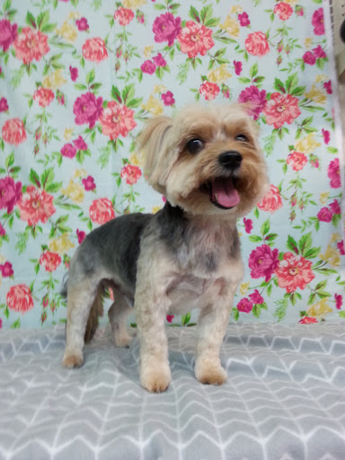 Pet Supply Store «Sunflower Natural Pet Supplies», reviews and photos, 514 Pillsbury Dr, Manhattan, KS 66502, USA