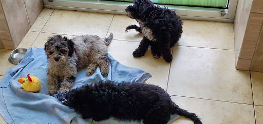 Pet Supply Store «Lil Rascals», reviews and photos, 10035 Gulf Center Dr #105, Fort Myers, FL 33913, USA