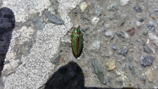 Tire Shop «Whidbey Tire & Auto», reviews and photos, 2856 Howard Rd, Langley, WA 98260, USA