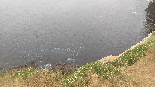 Gift Shop «The Cave Store», reviews and photos, 1325 Coast Blvd, La Jolla, CA 92037, USA