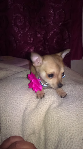 Pet Supply Store «Royal Pet Center», reviews and photos, 3588 Martin Luther King Jr Blvd, Lynwood, CA 90262, USA