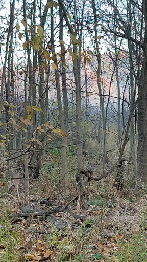 Nature Preserve «Mud Lake Bog Nature Preserve», reviews and photos, 905 E Elm Valley Rd, Buchanan, MI 49107, USA