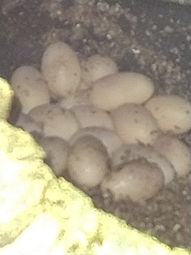 Pet Supply Store «Pets For You», reviews and photos, 413 N Main St, Rice Lake, WI 54868, USA