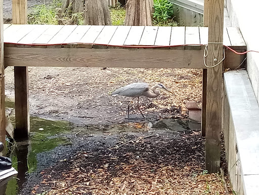 Boat Tour Agency «Alligator Cove Airboat Nature Tours», reviews and photos, 14900 Camp Mack Rd, Lake Wales, FL 33898, USA