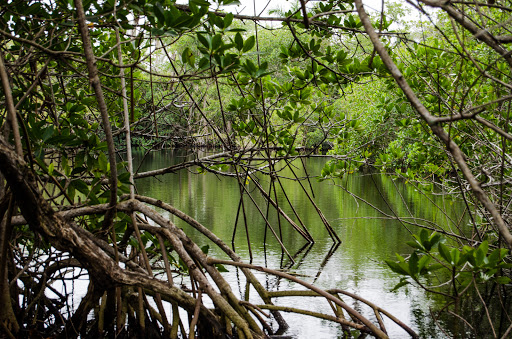 Matheson Hammock Park & Marina