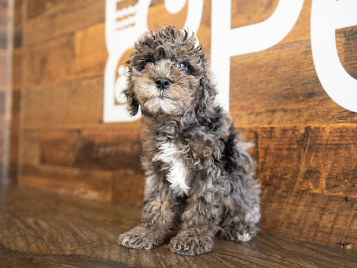 Pet Store «Petland», reviews and photos, 10289 Ulmerton Rd, Largo, FL 33771, USA