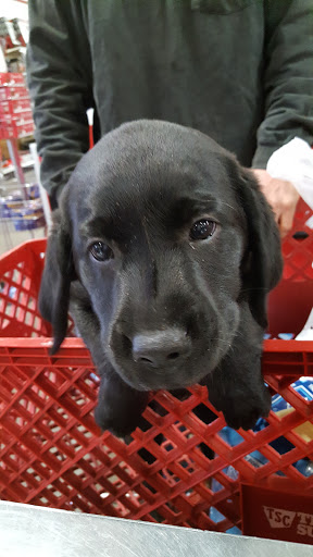 Home Improvement Store «Tractor Supply Co.», reviews and photos, 2475 Dr Martin Luther King Jr Pkwy, Chico, CA 95928, USA