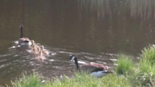 Golf Club «Williston Country Club», reviews and photos, 424 Golf Course Rd, Williston, VT 05495, USA