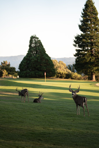 Golf Course «Crystal Springs Golf Course», reviews and photos, 6650 Golf Course Dr, Burlingame, CA 94010, USA