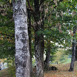 Photo n°6 de l'avis de Mag.o fait le 18/10/2018 à 13:17 sur le  Il Bacher in fiore S.r.l.s. à Berceto