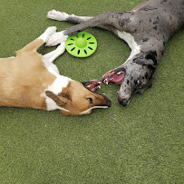 North Main Pet Lodge - Photo 3 - Car repair in Walnut Creek, CA, Concord