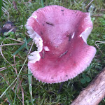 Photo n°20 de l'avis de Bernd.e fait le 19/09/2021 à 14:24 sur le  Käppelehof à Lauterbach