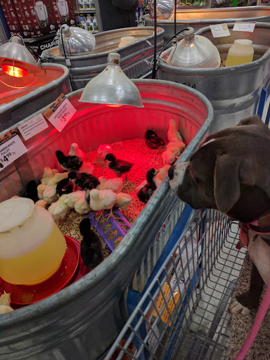 Animal Feed Store «Wilco Farm Store», reviews and photos, 734 McClaine St, Silverton, OR 97381, USA