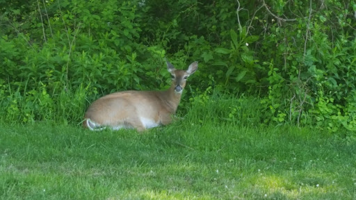 Golf Course «William F. Larkin Golf Course at Colonial Terrace», reviews and photos, 1003 Wickapecko Dr, Ocean Township, NJ 07712, USA