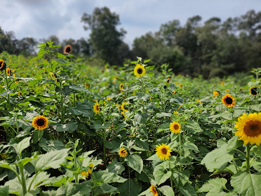 Farm «Jaemor Farms», reviews and photos, 5340 Cornelia Hwy, Alto, GA 30510, USA