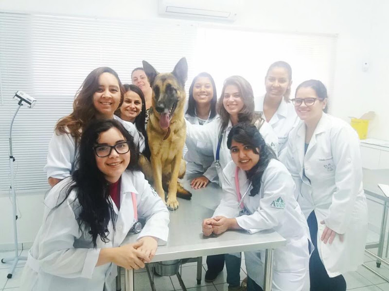 Avet Veterinary Courses — Clínica especializada em atendimento veterinário em Campinas, SP