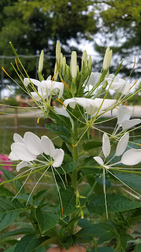 Park «Hampe Park», reviews and photos, 297 W Lies Rd, Carol Stream, IL 60188, USA