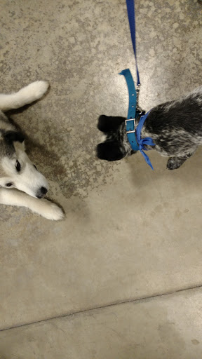 Pet Supply Store «PetSmart», reviews and photos, 1010 E Lancaster Ave, Downingtown, PA 19335, USA