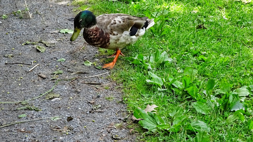 Wedding Venue «Canfield Casino», reviews and photos, 1 E Congress St, Saratoga Springs, NY 12866, USA