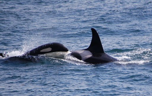 Museum «The Whale Museum», reviews and photos, 62 1st St, Friday Harbor, WA 98250, USA
