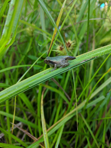 Nature Preserve «Cincinnati Nature Center», reviews and photos, 4949 Tealtown Rd, Milford, OH 45150, USA
