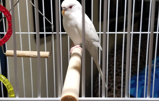 Pet Supply Store «Petco Animal Supplies», reviews and photos, 5215 Lakewood Blvd, Lakewood, CA 90712, USA