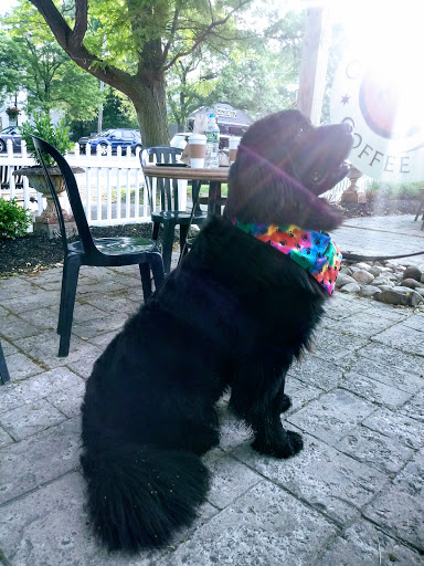 Coffee Shop «Orange Cat Coffee Co», reviews and photos, 703 Center St, Lewiston, NY 14092, USA