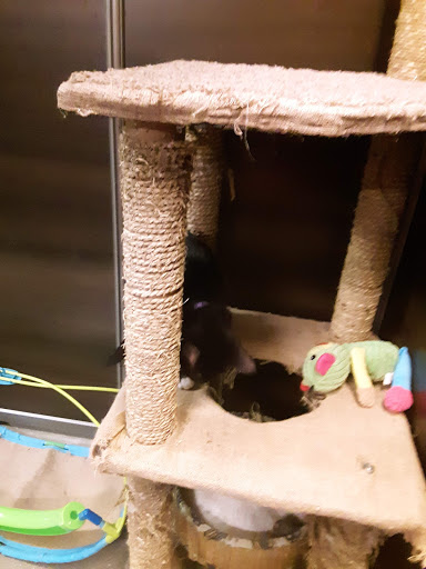 Pet Supply Store «PetSmart», reviews and photos, 6345 Garth Rd #140, Baytown, TX 77521, USA