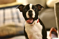 Paws of Cascadia - Photo 4 - Car repair in , Seattle