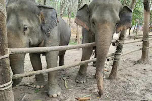 Khaolak Elephant Sanctuary image