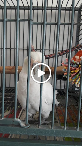 Pet Store «Animal Lovers Pet Shop», reviews and photos, 24028 Vista Montana, Torrance, CA 90505, USA