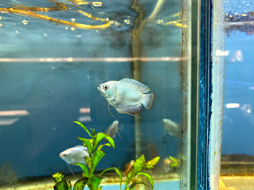 Pet Store «Fish Bowl Aquarium & Pet Mart», reviews and photos, 725 Providence St, West Warwick, RI 02893, USA