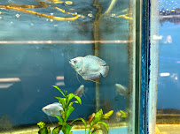 Fish Bowl Aquarium & Pet Mart - Photo 6 - Car repair in West Warwick, RI, Providence