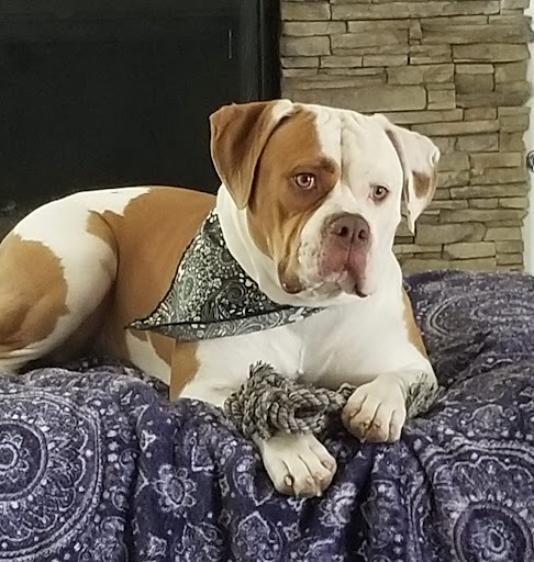 Banning Veterinary Hospital image
