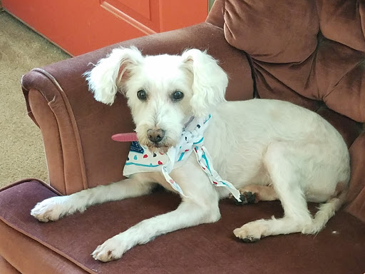 Pet Supply Store «Petco Animal Supplies», reviews and photos, 2823 County Home Rd, Goshen, IN 46526, USA