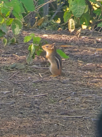 Camp Bow Wow - Photo 8 - Car repair in Columbus, OH, Columbus