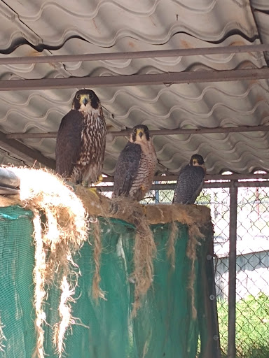 Servicio de control de animales Tlaquepaque