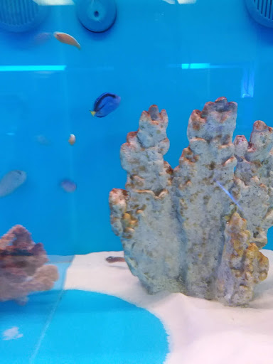 Pet Store «The Aquarium & Fish Store», reviews and photos, 710 W Lumsden Rd, Brandon, FL 33511, USA