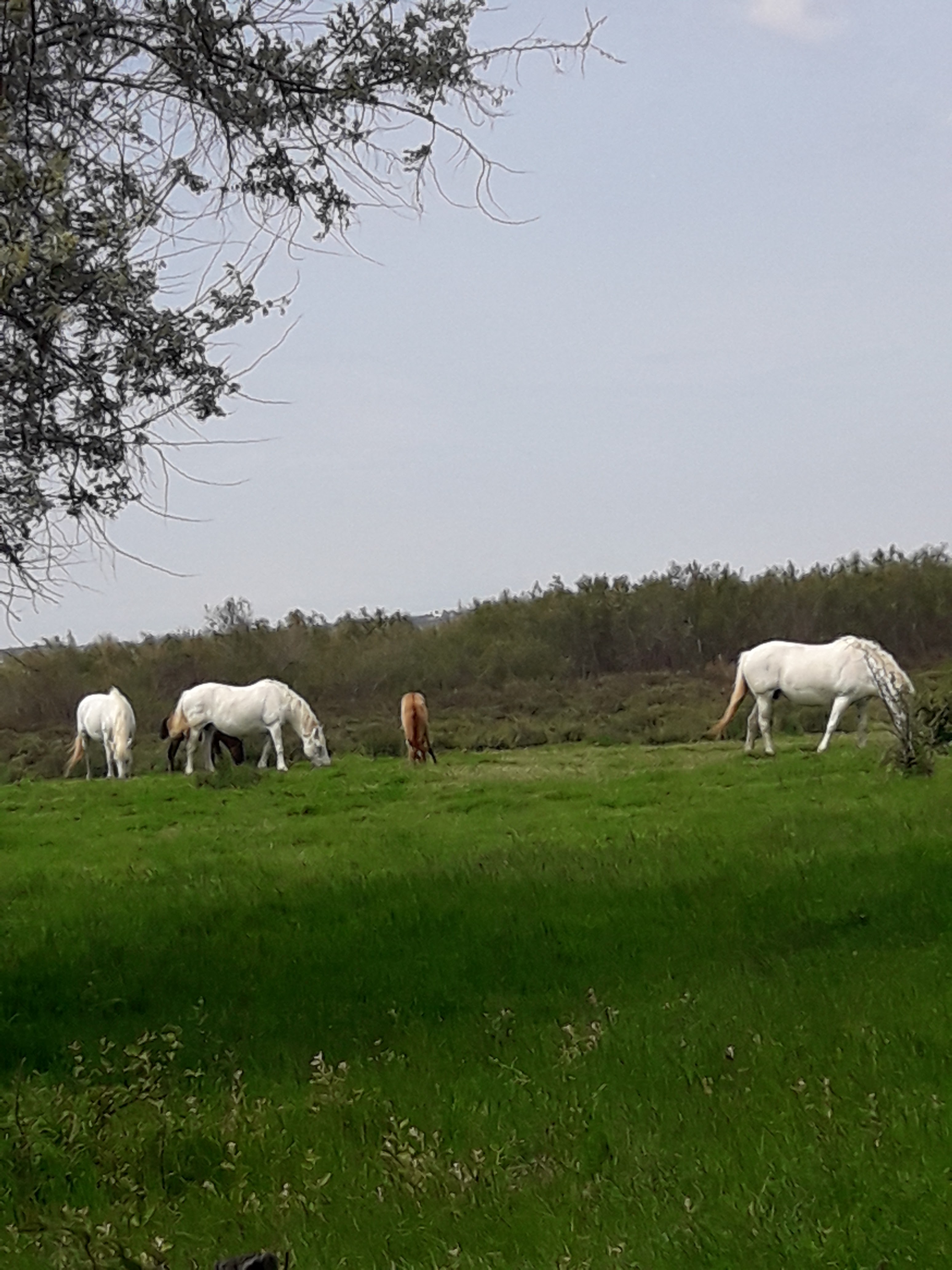 Photo n° 8 de l'avis de Mireille.o fait le 07/05/2018 à 14:34