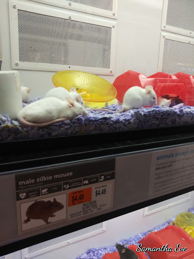 Pet Supply Store «Petco Animal Supplies», reviews and photos, 48 Watertower Plaza, Leominster, MA 01453, USA