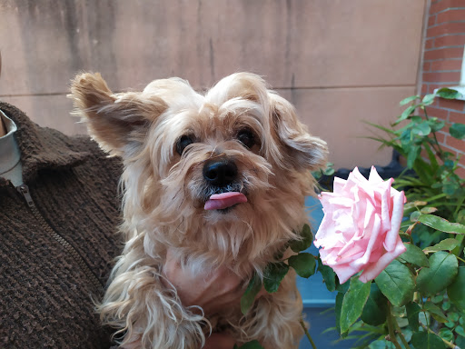 Clínica Veterinaria Avila Puerto Real en Puerto Real