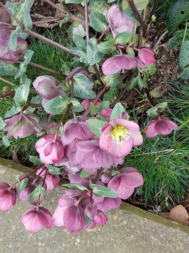 Ice Cream Shop «Living the Dream Ice Cream», reviews and photos, 1 F St, Eureka, CA 95501, USA