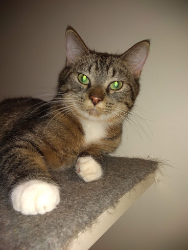 Pet Supply Store «Petco Animal Supplies», reviews and photos, 2515 W Mason St, Green Bay, WI 54303, USA