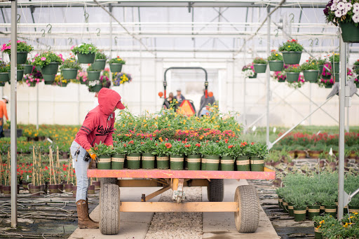 Civano Growers - Wholesale Plant Nursery