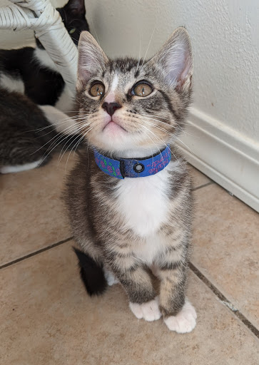 Thrift Store «Companion Animal Foundation», reviews and photos, 88 Sunnybrae Center, Arcata, CA 95521, USA