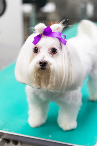 Pet Groomer «The Pet Set - Buckhead», reviews and photos, 2480 Briarcliff Rd NE #3, Atlanta, GA 30329, USA