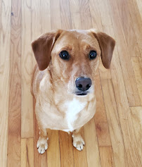 Kenosha Pet Sitter - Photo 1 - Car repair in Kenosha, WI, Round Lake Beach